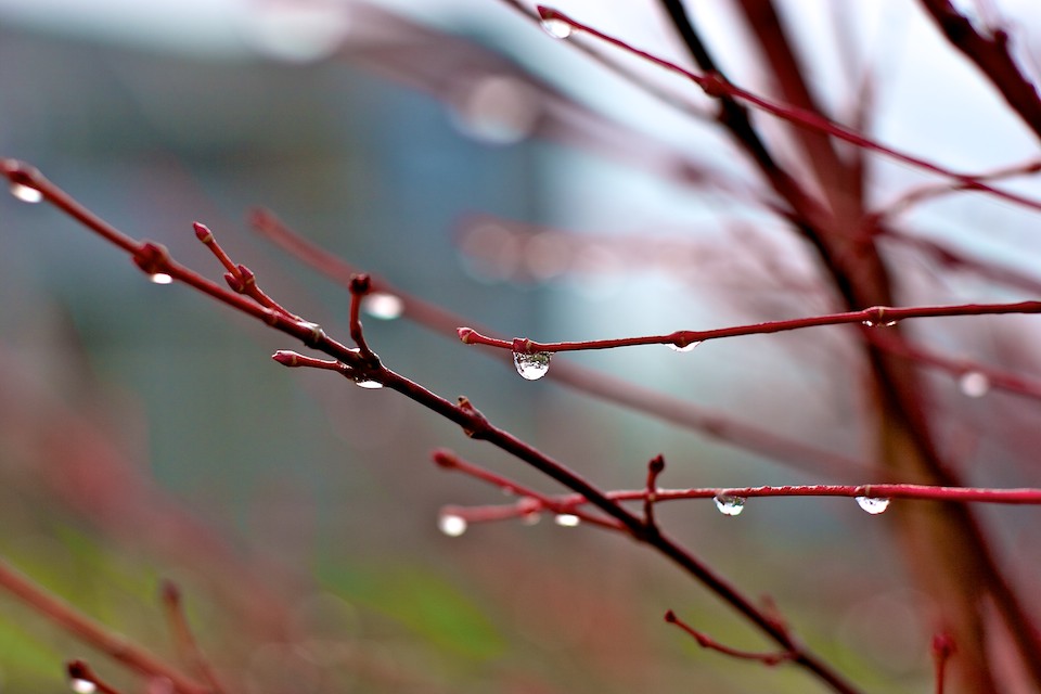 Japanese Maple Series 2