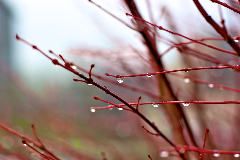 Japanese Maple Series 3