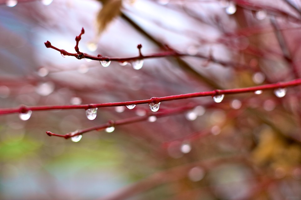 Japanese Maple Series 4