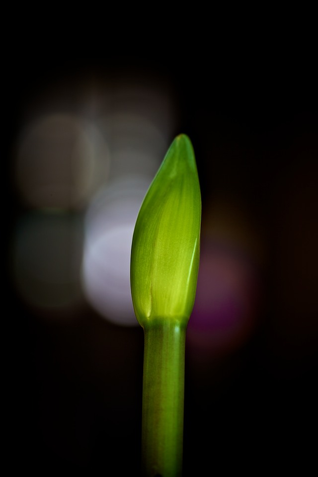 Photo by Brandon Bohling